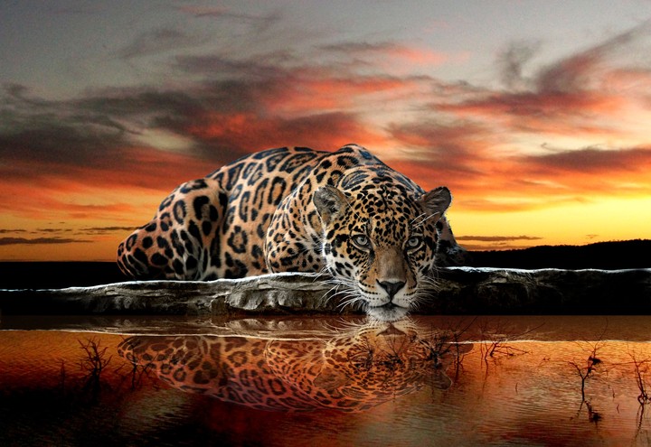 Wild cat