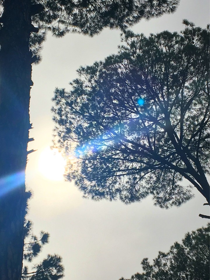 pine tree in the sun