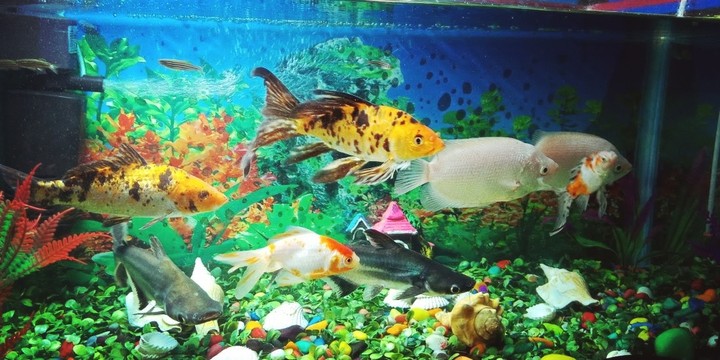 #aquarium