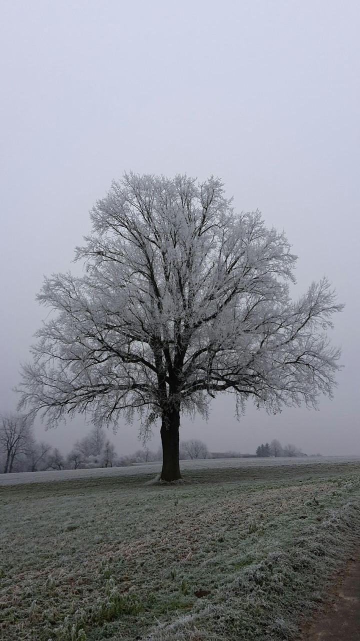 Looks like snow