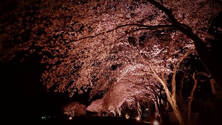 night cherry blossom