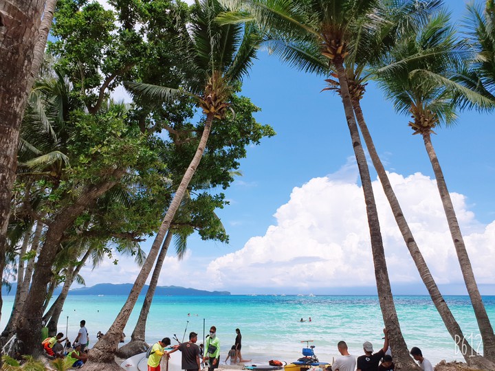palm trees in boracay