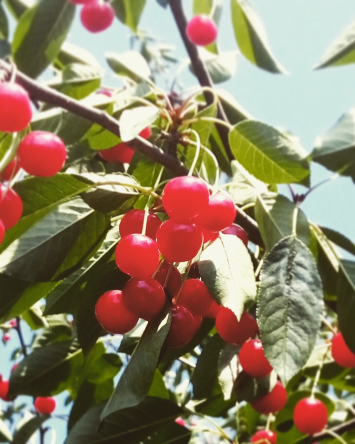 Cherry