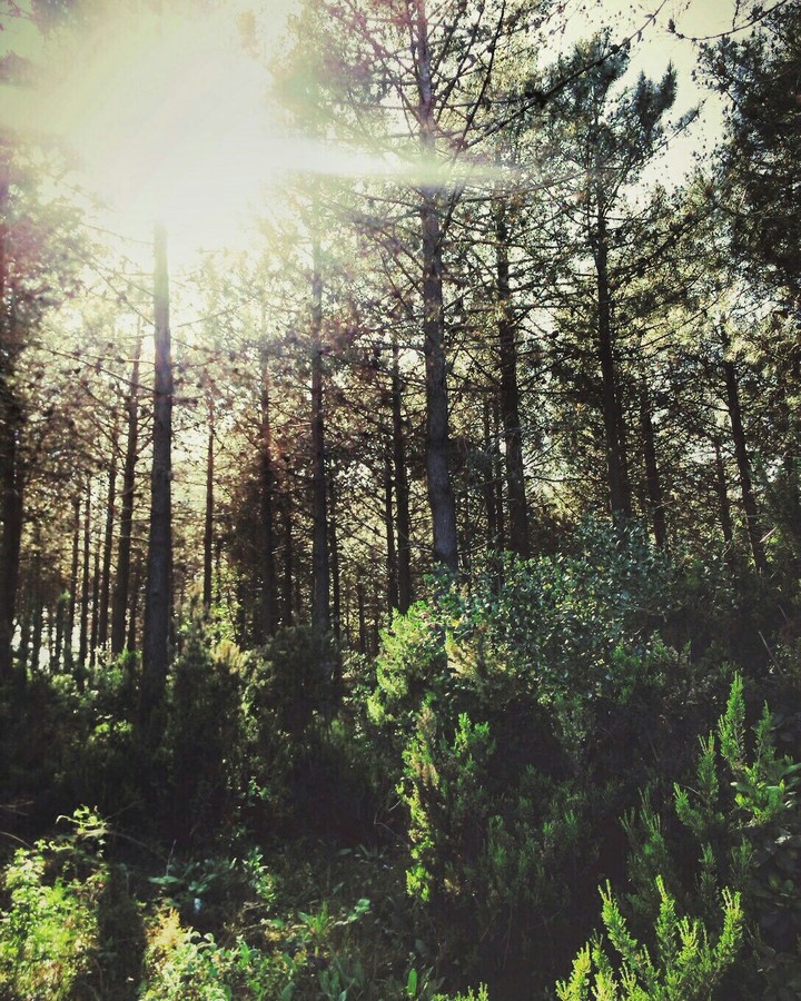 The forest