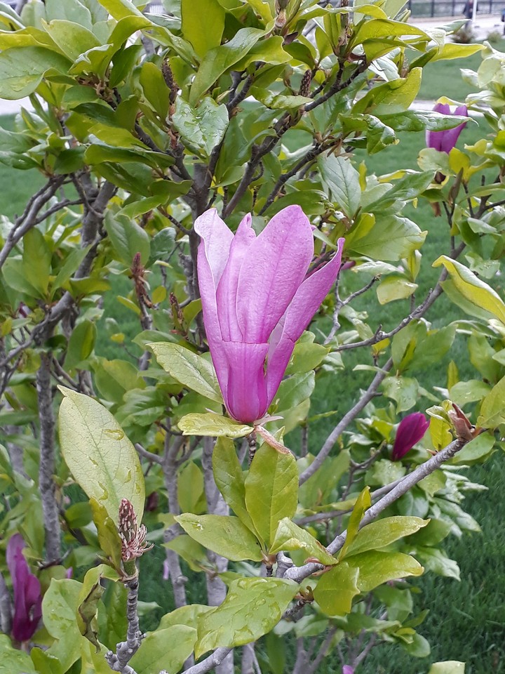 flower