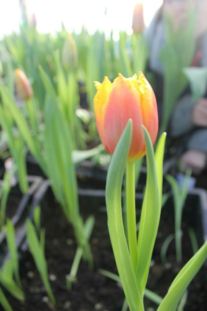 Тюльпан