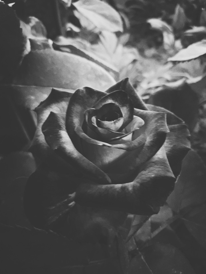 Black rose