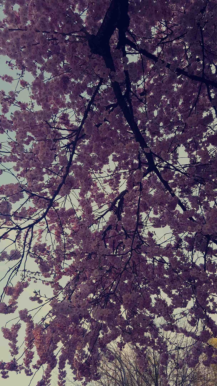 blossom