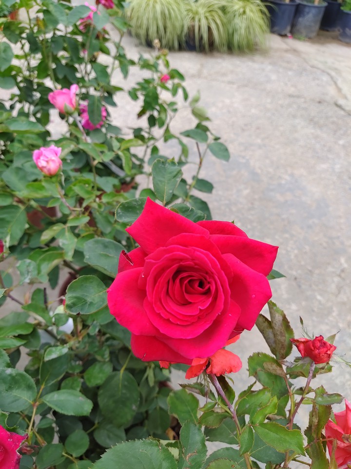 İSTANBUL ROSES