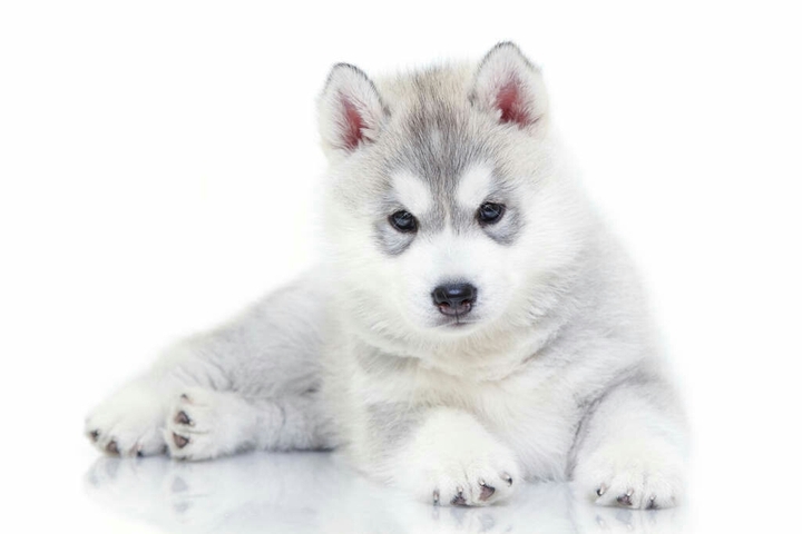 little wolf puppy