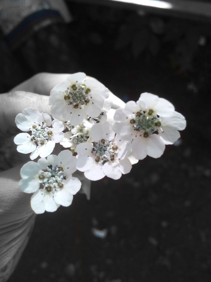 Another Capture - Love for flowers