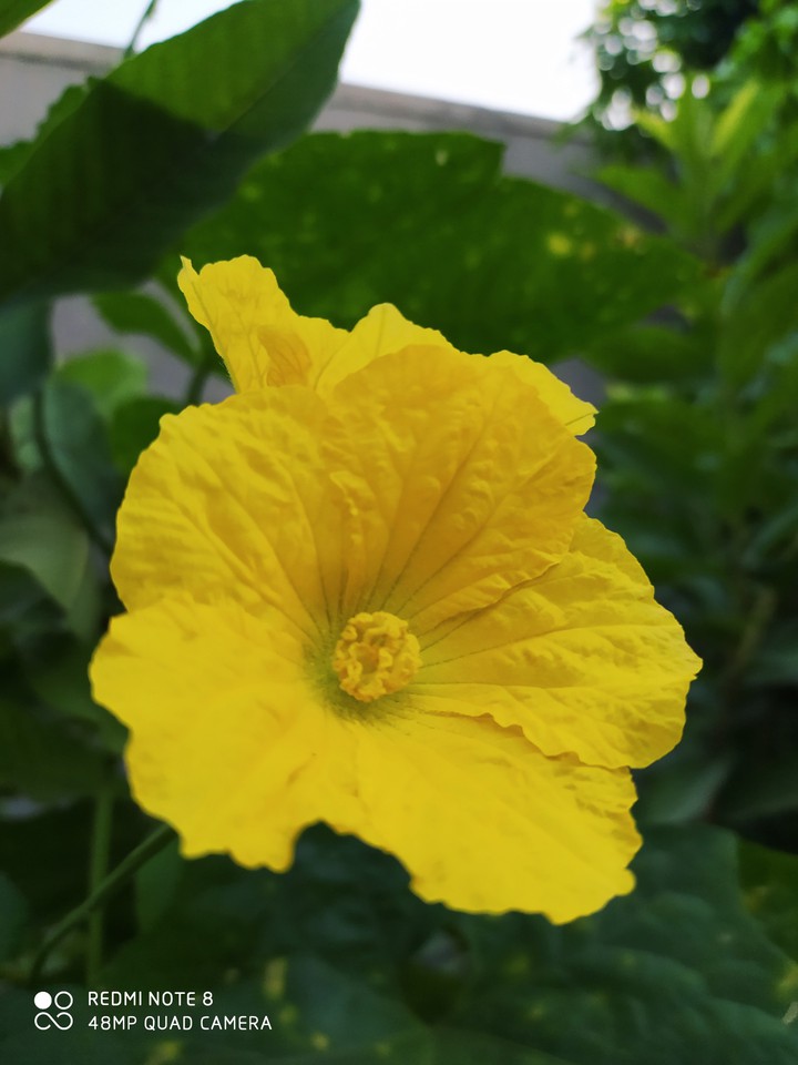 Veg Flower