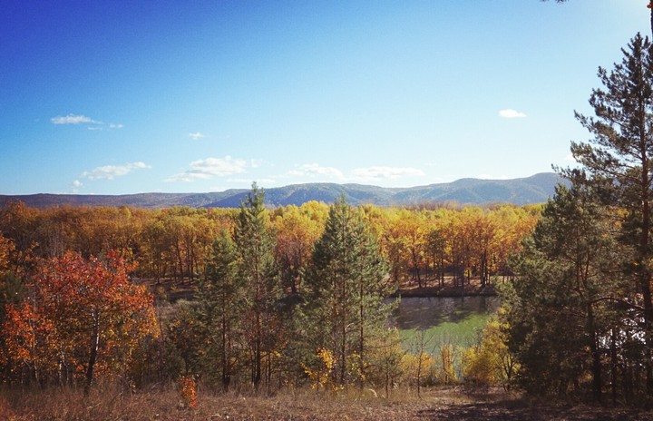 Russian forest