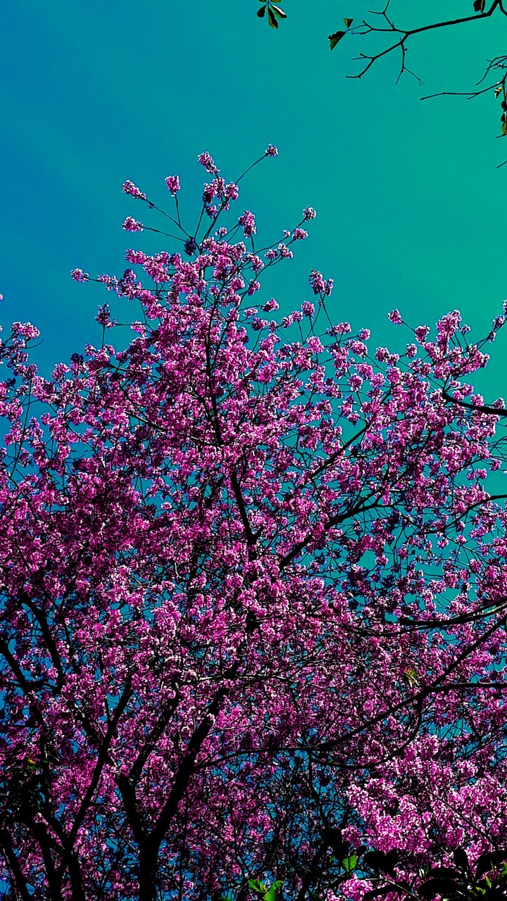 Beuty