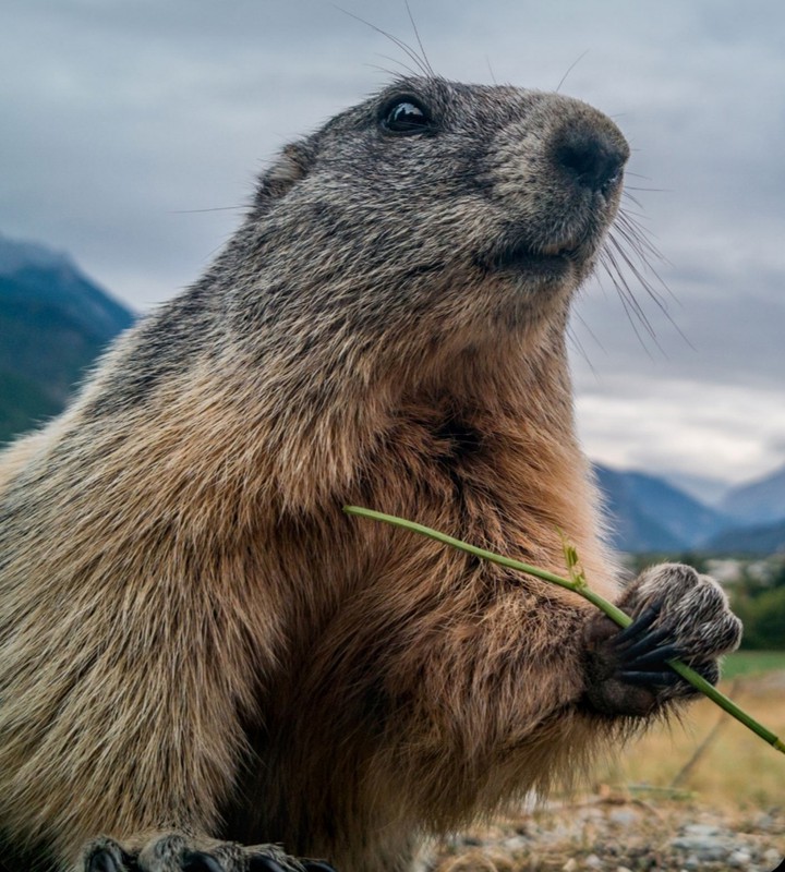 Marmot