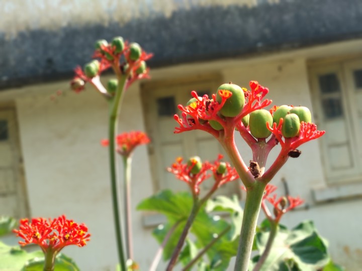 medicinal plant