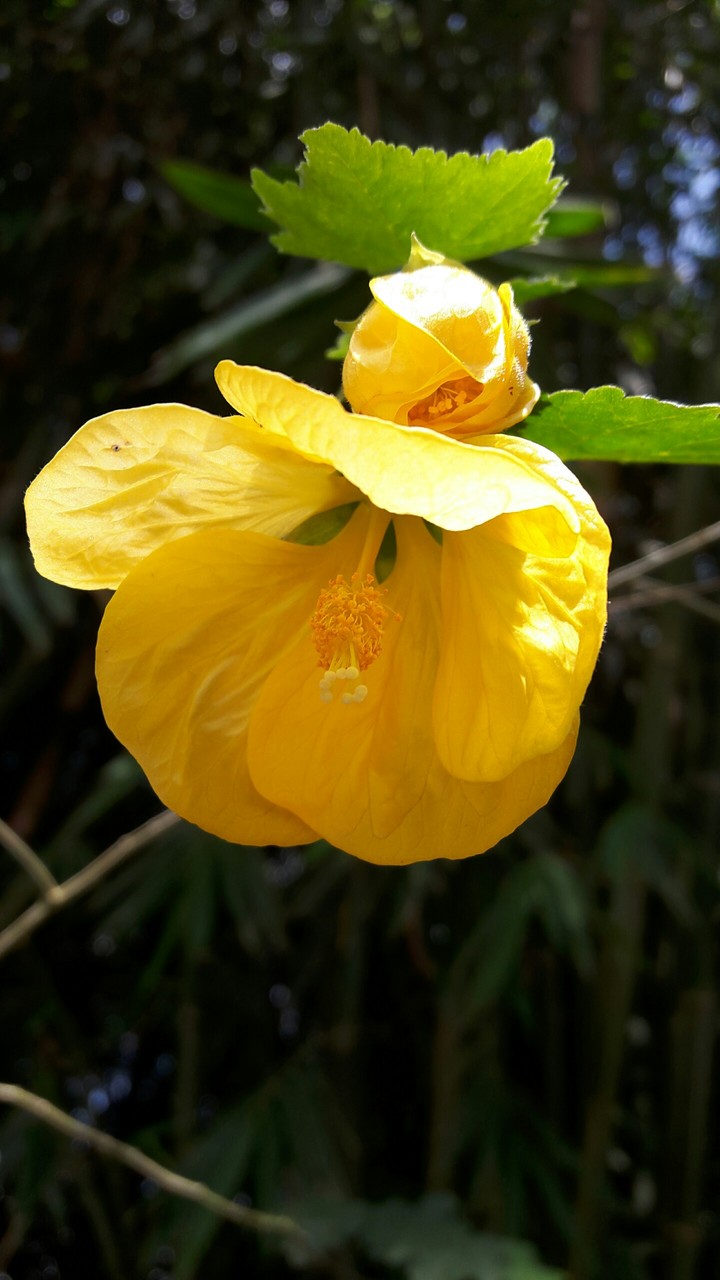 Yellowish
