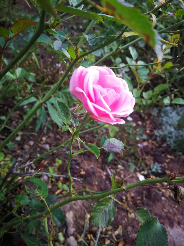 rose