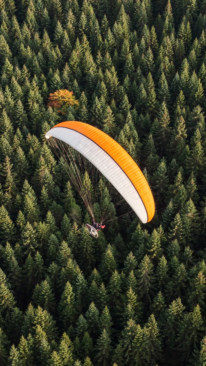 Paraglidor over the Forest