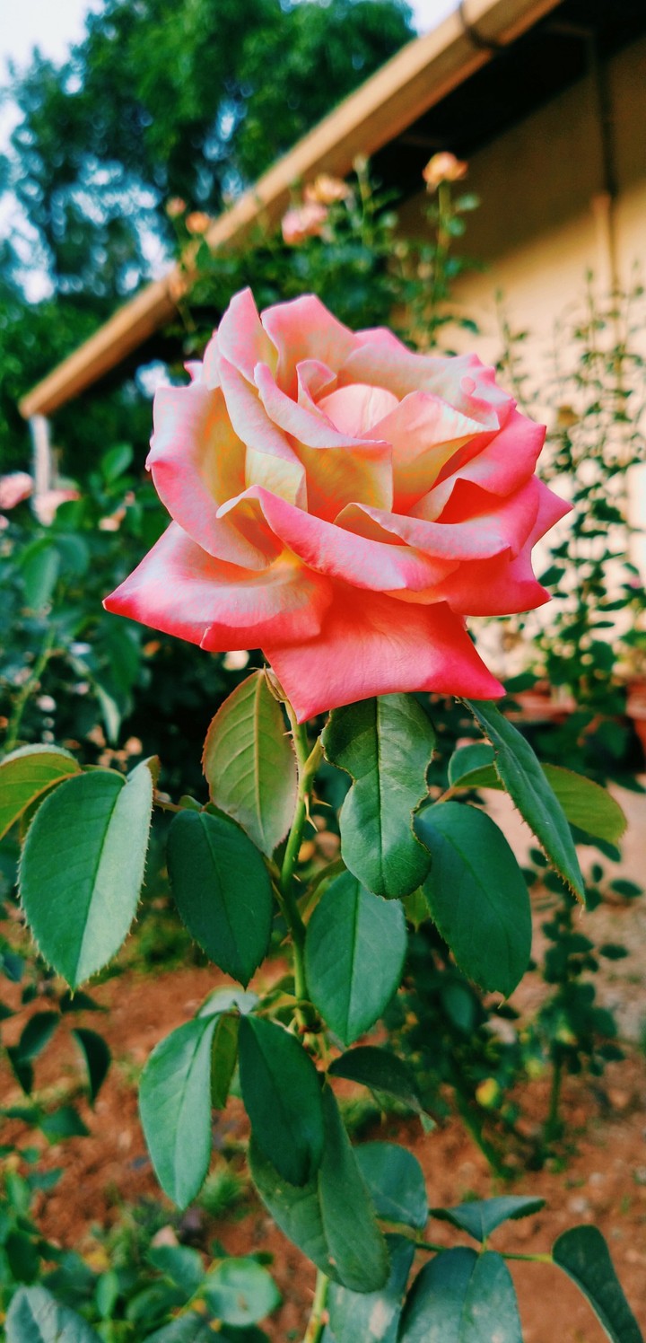 Rose