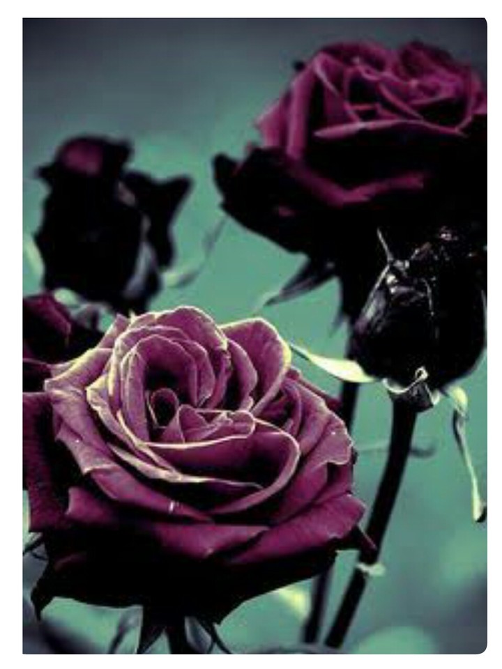 black rose