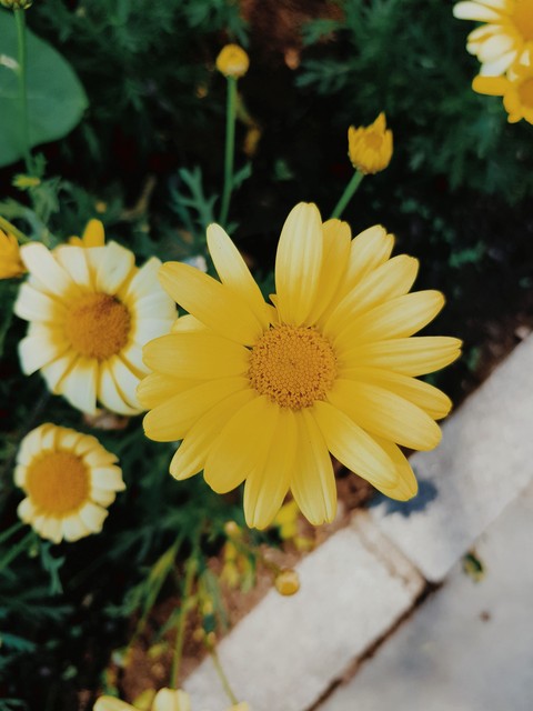 #flower#nature beauty#pixels#flowers