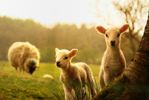 Lambs. Sunny day