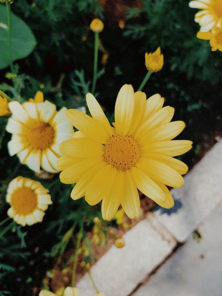 #flower#nature beauty#pixels#flowers