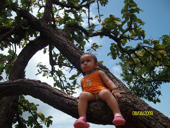 kid on tree
