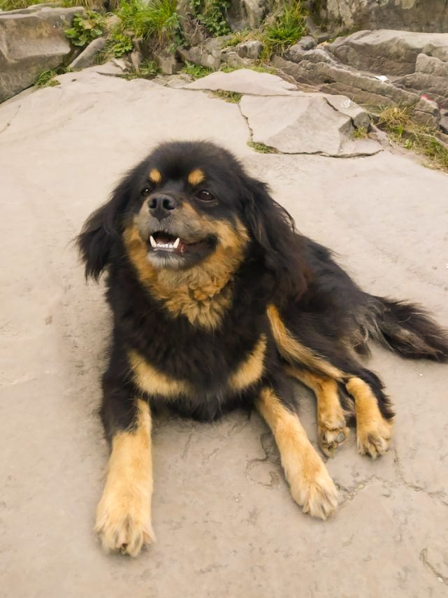 dog