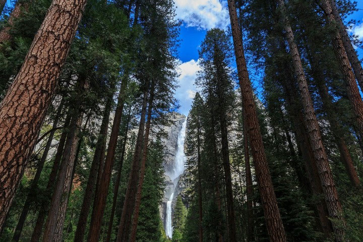 Forest
