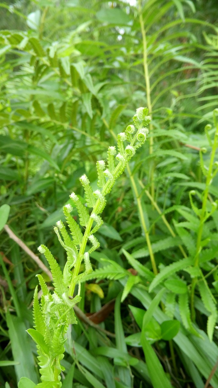 Nature