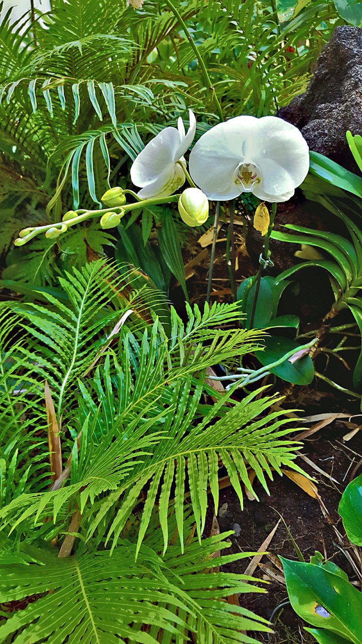 Maui Hawaii Orchid