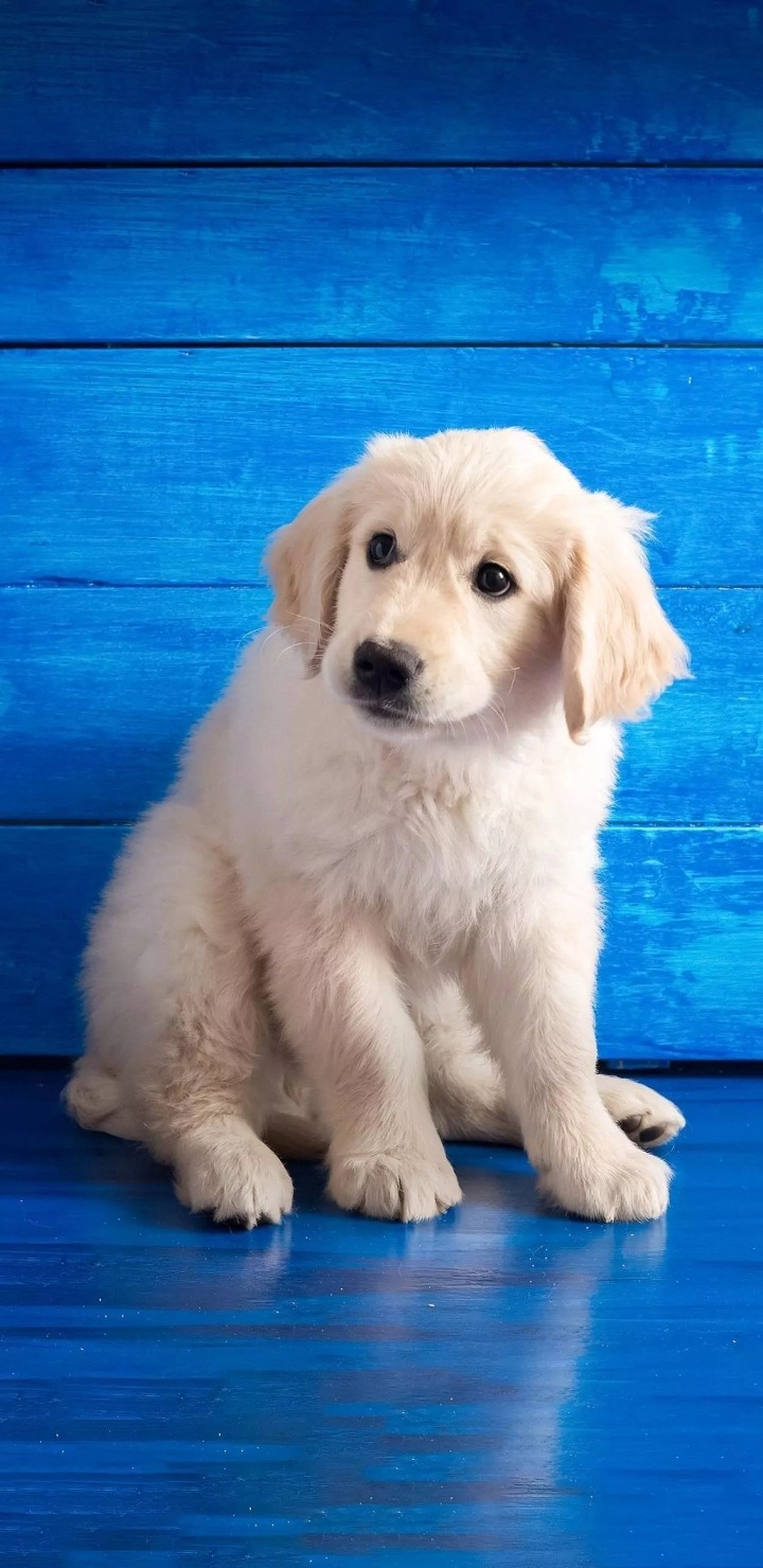 puppy