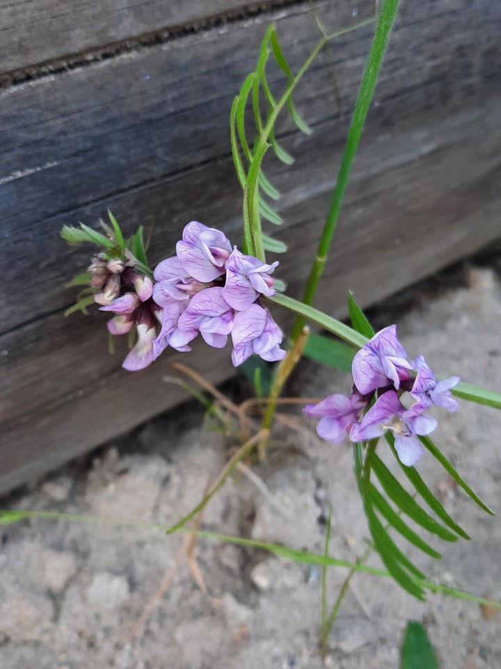 pretty flower!