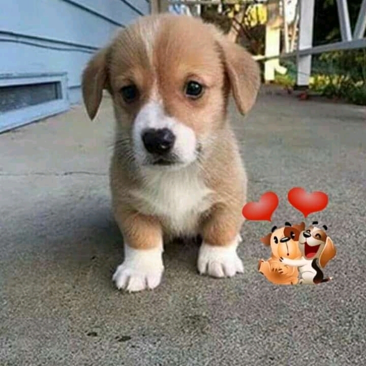 #cute
