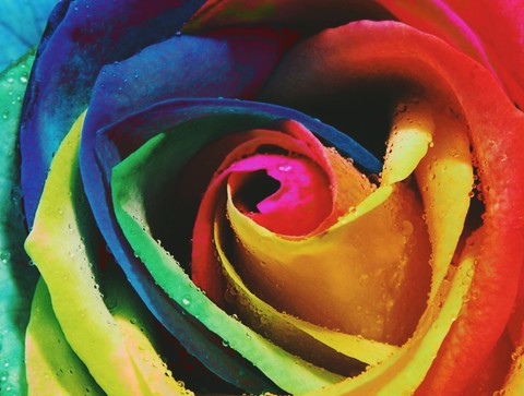 color Rosie