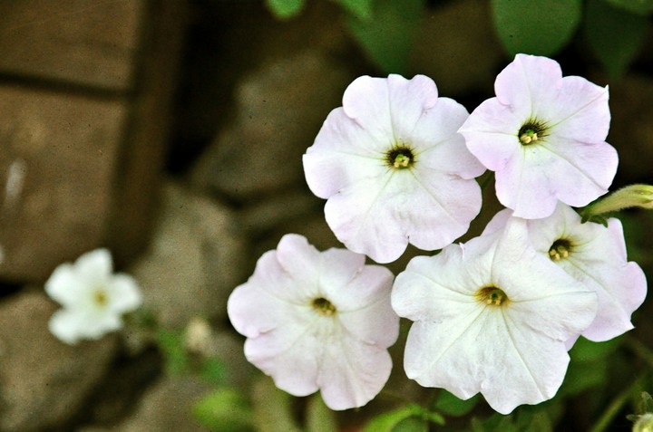 white dream