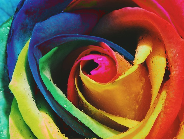 color Rosie
