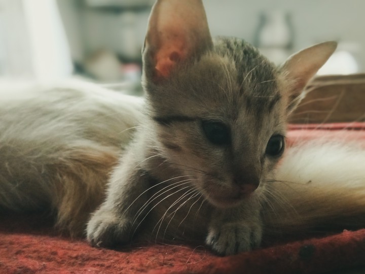 Kitty Kitty❤