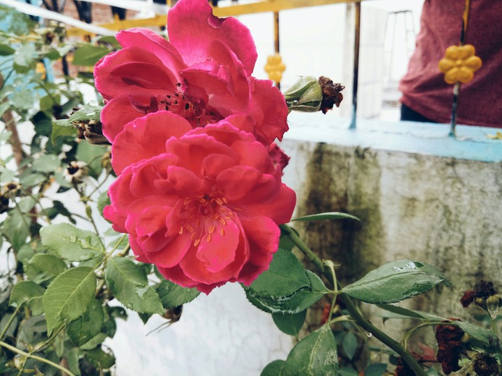 flower