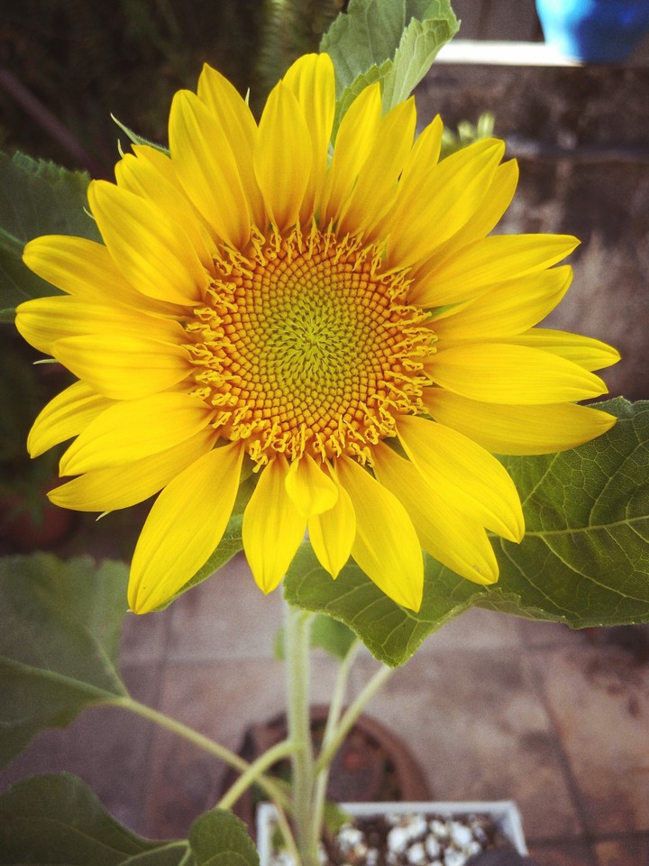 Beautiful Sunflower