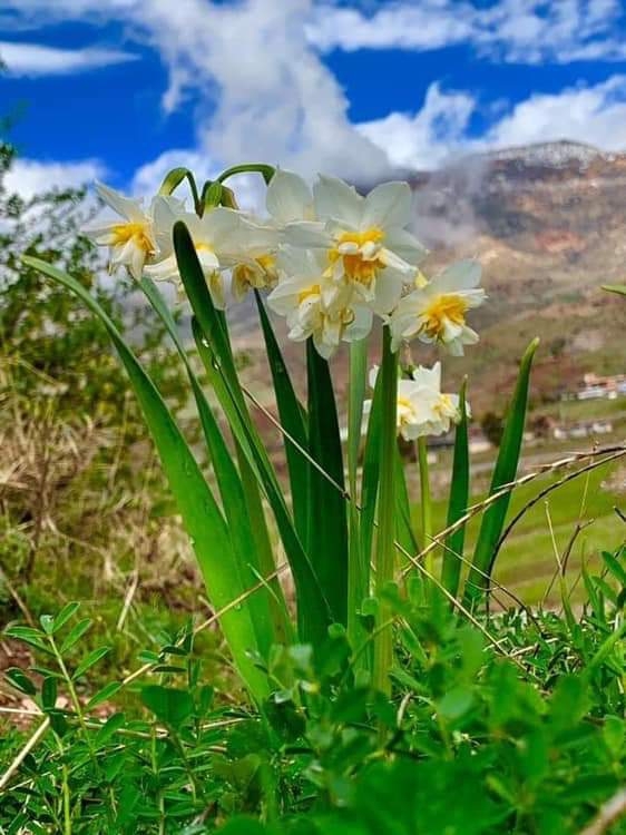 نێرگز و بەهار... نرجس.... nergz and spring
