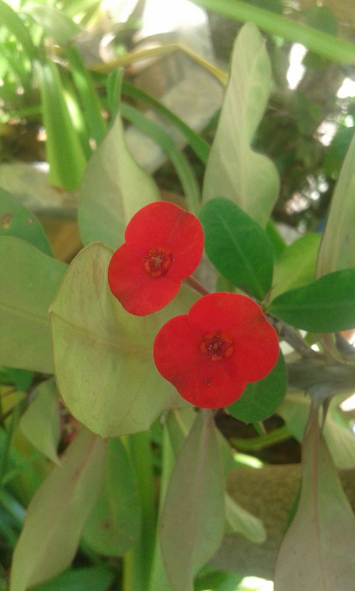 Little red