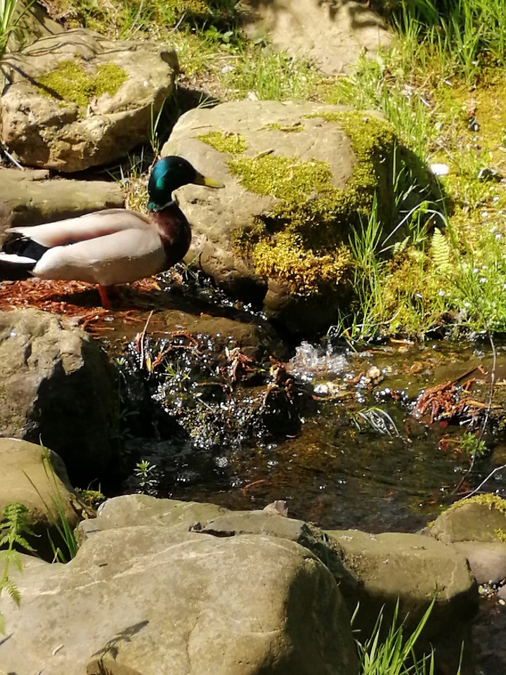 duck