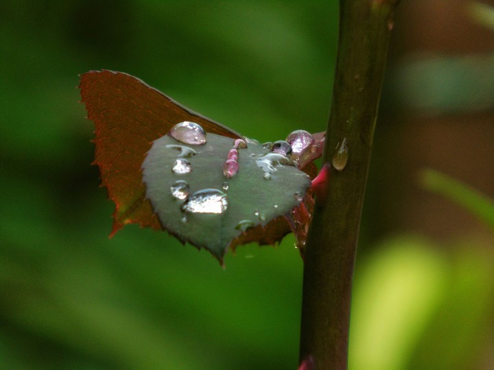 Raindrops