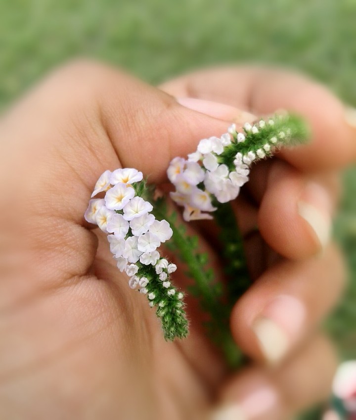 flower