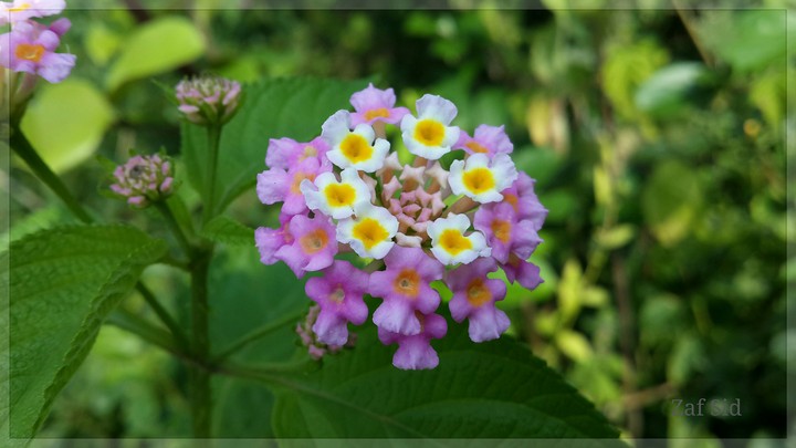 Lantana ( Clicked by Samsung Note 5)