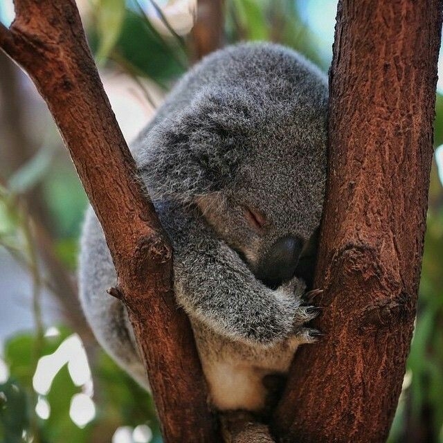 koala