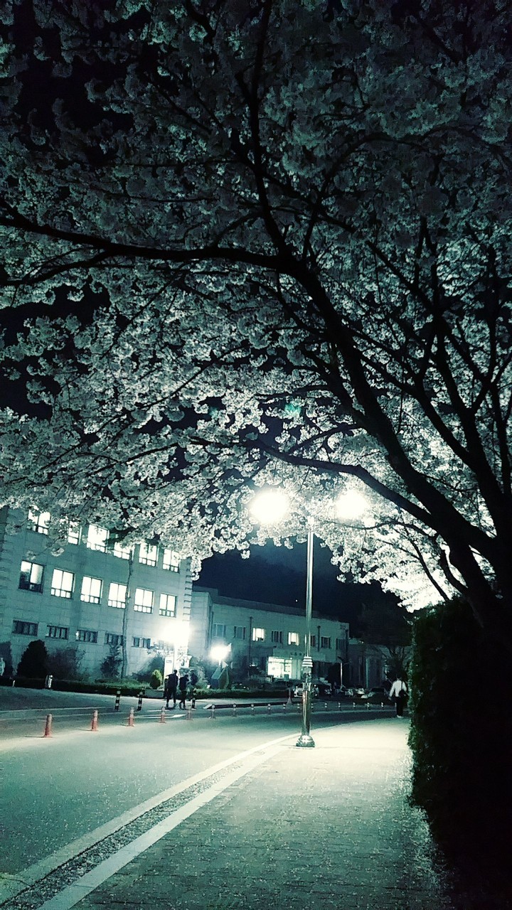 강원대학교 벚꽃축제날 저녁8시 벚꽃풍경